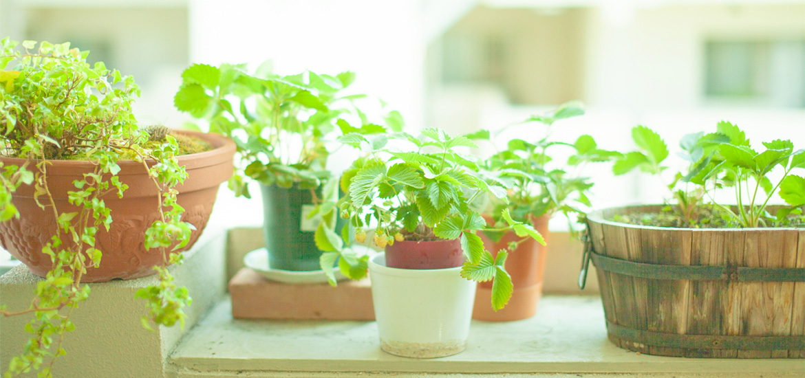 小山市東城南 自由が丘公園西停留所近く 眼科